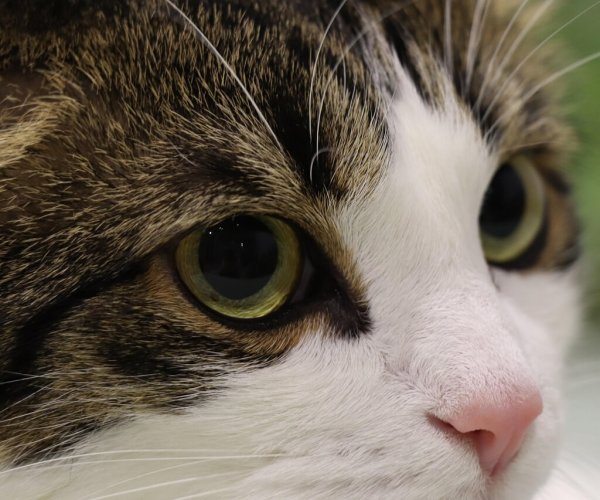 cat-4053775_1280