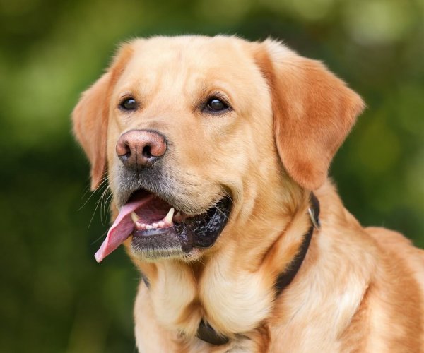 labrador-retriever-1210559_1280
